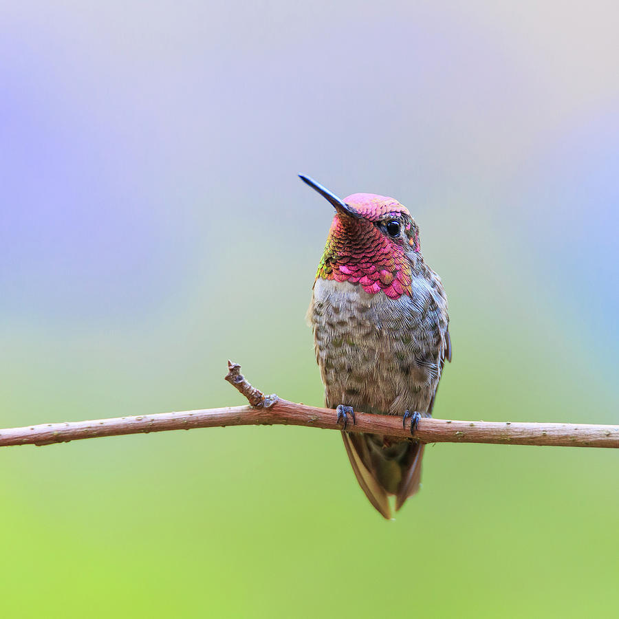 Midsummer Nights Dream III - Male Annas Hummingbird #1 Photograph by Briand Sanderson