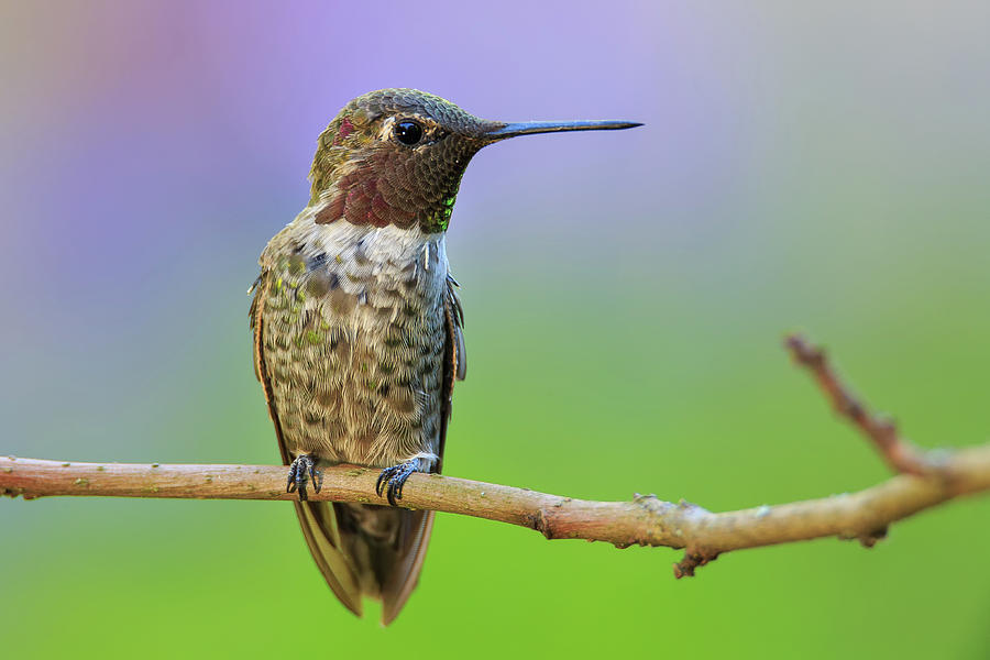 Midsummer Nights Dream IV - Male Annas Hummingbird #1 Photograph by Briand Sanderson