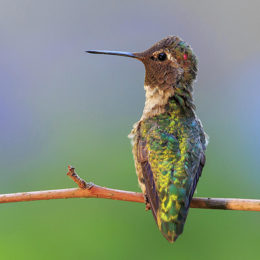 Midsummer Nights Dream V - Male Annas Hummingbird #1 Photograph by Briand Sanderson