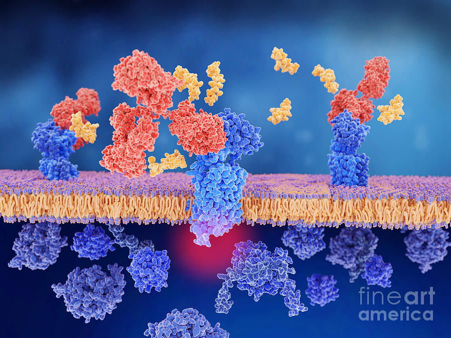 Nobody Photograph - Migraine Therapy And Cgrp Receptor #1 by Juan Gaertner/science Photo Library