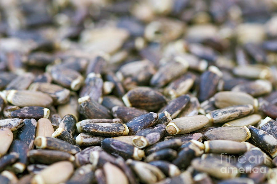 Milk Thistle Seeds #1 Photograph by Geoff Kidd/science Photo Library