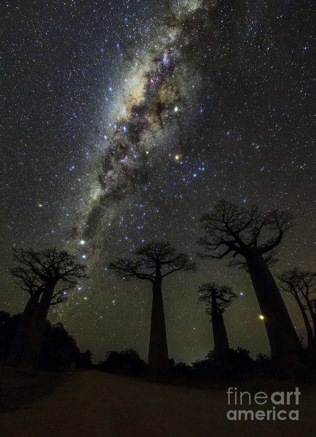 Milky Way Over Baobab Trees #1 Photograph by Amirreza Kamkar / Science Photo Library