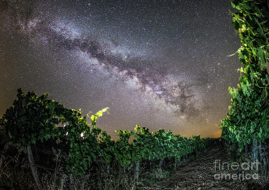 Grape Photograph - Milky Way Over Vineyard #1 by Miguel Claro/science Photo Library
