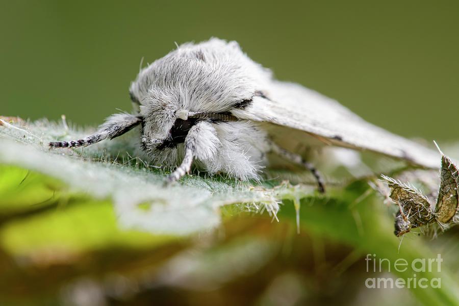 Miller Moth #1 Photograph by Heath Mcdonald/science Photo Library