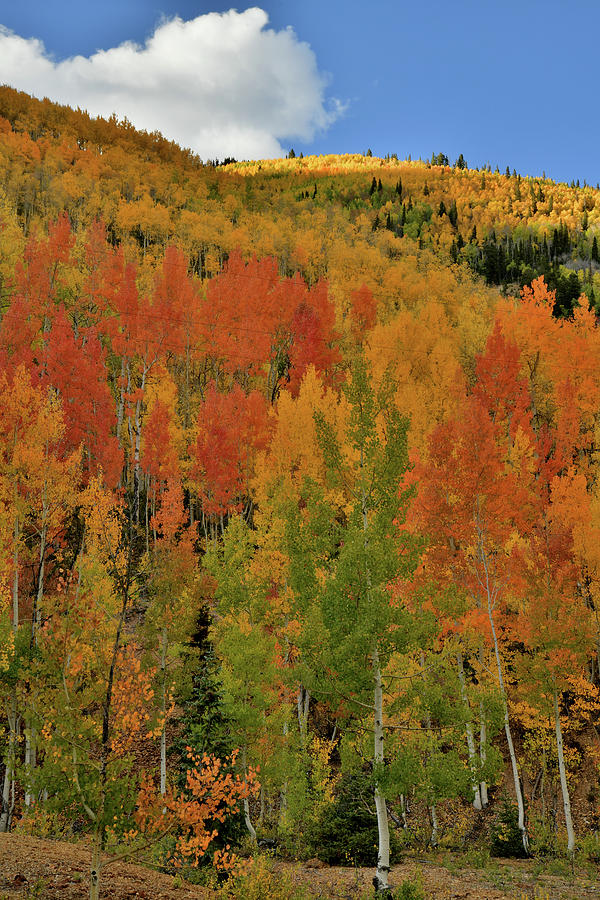 Million Dollar Highway Fall Colors #1 Photograph by Ray Mathis
