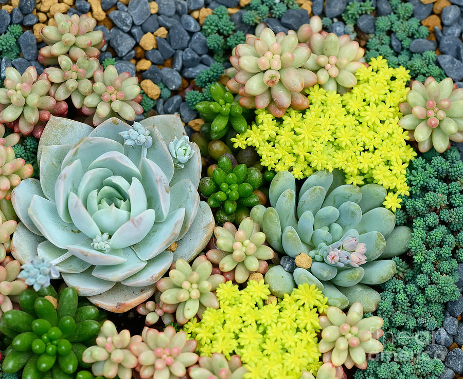Container Photograph - Miniature Succulent Plants by Asharkyu Container Photograph - Miniature Succulent Plants by Asharkyu