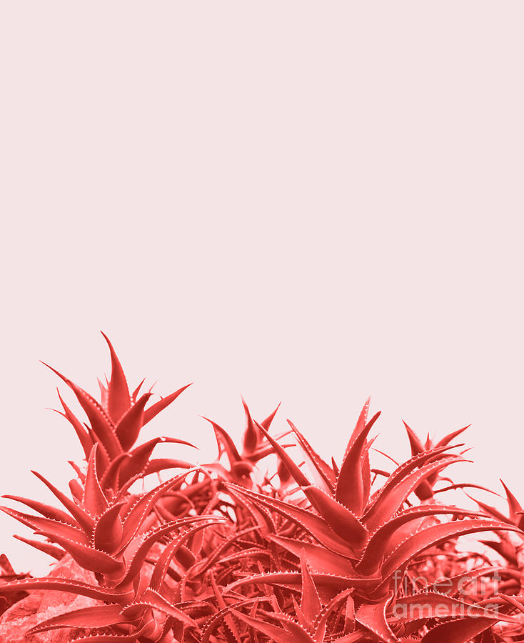 Minimal Contemporary Creative Design With Aloe Plant In Coral Co Photograph
