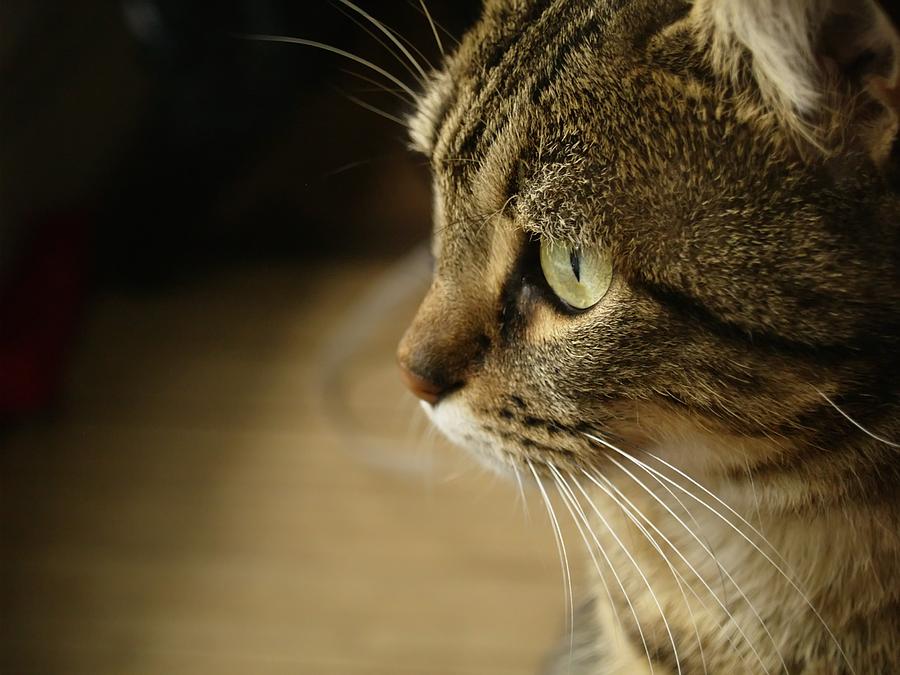 Cat Photograph - Minouche 1 by Christine AVIGNON Cat Photograph - Minouche 1 by Christine AVIGNON