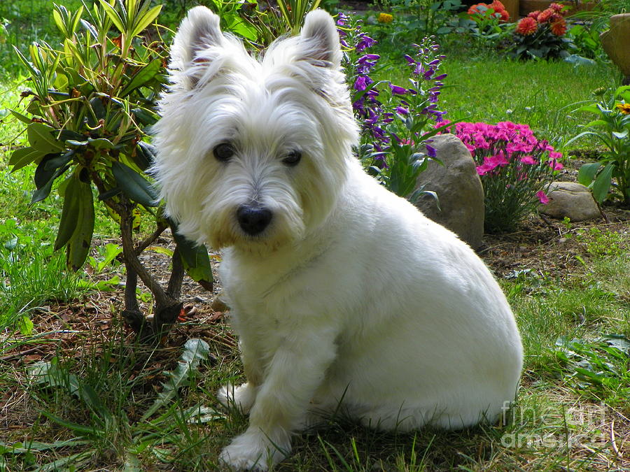 Miss Daisy In The Garden West Highland White Terrier #1 Photograph by Art Sandi