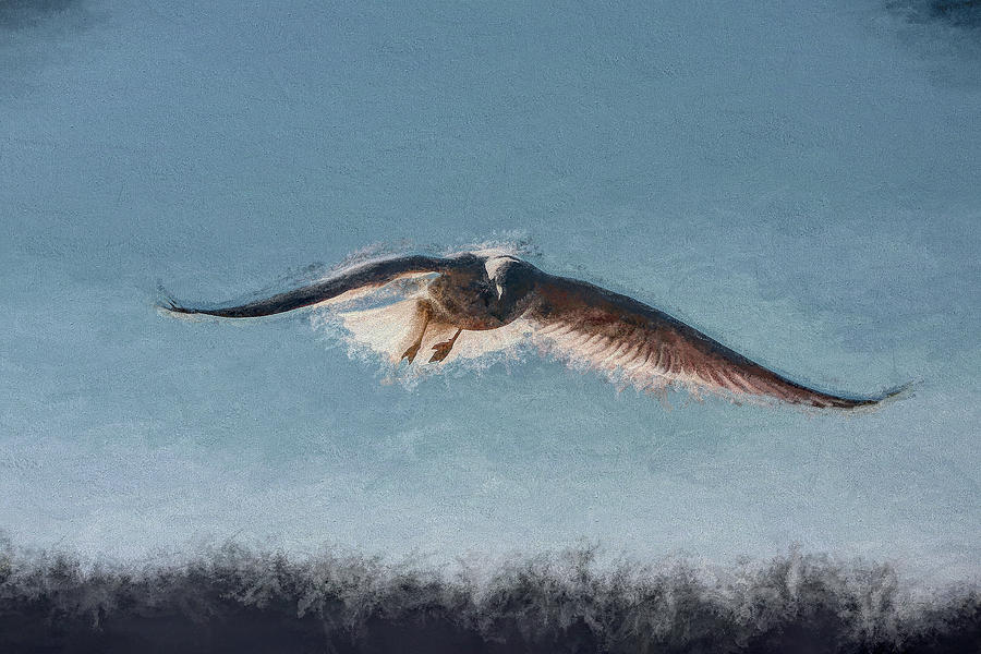 Mississippi Gull #1 Photograph by John Freidenberg