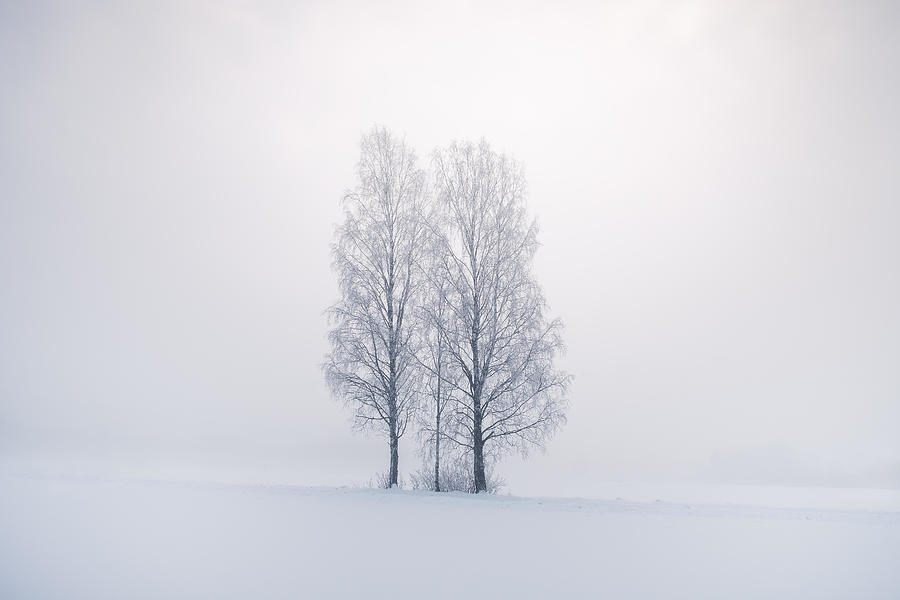 Misty Landscape With Trees And Fog Photograph by Jani Riekkinen - Fine ...