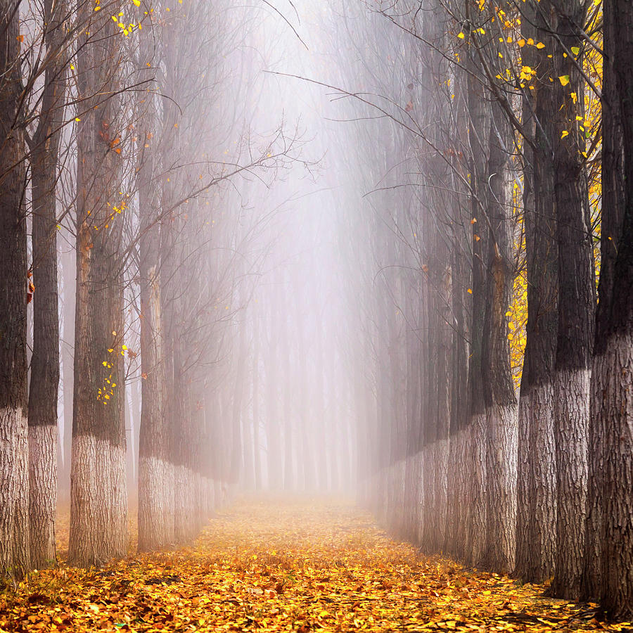 Misty Poplar Forest #1 Photograph by Evgeni Dinev Photography