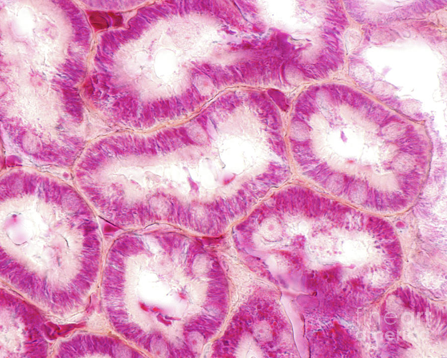 Mitochondria In Kidney Convoluted Tubules #1 Photograph by Jose Calvo / Science Photo Library