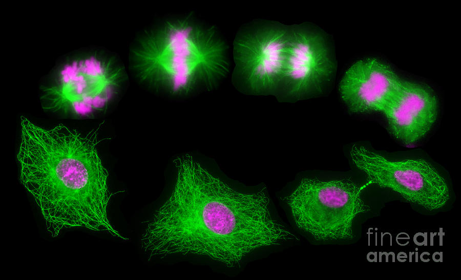 Mitosis And Cytokinesis #1 Photograph by Dr. Juan F. Gimenez-abian / Science Photo Library