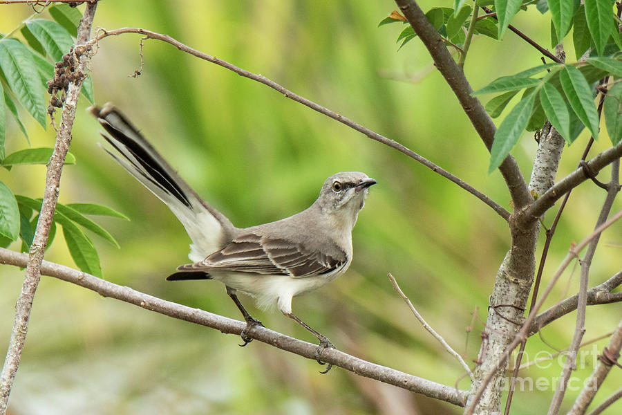 Mockingbird by Michael D Miller Mockingbird by Michael D Miller