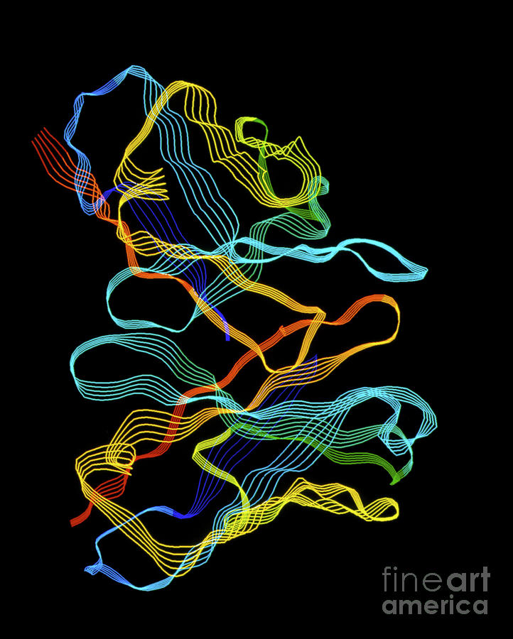 Molecule Of An Immunoglobulin G1 Antibody #1 Photograph by Alfred Pasieka/science Photo Library