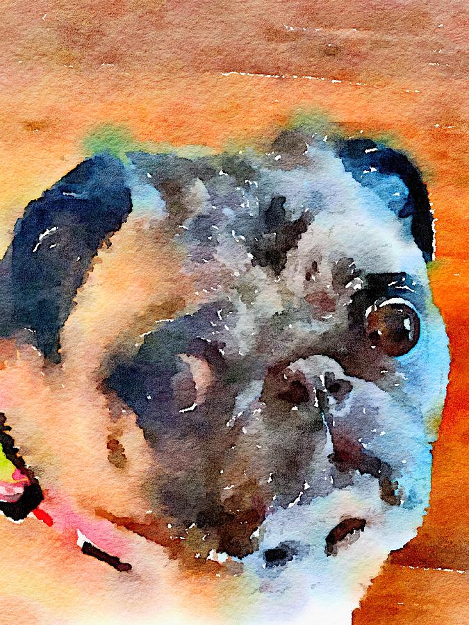 Pug Painting - Molly Pug by Karen Jordan Pug Painting - Molly Pug by Karen Jordan