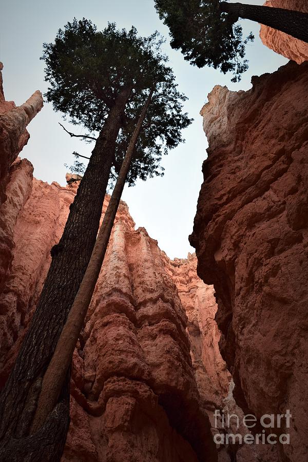 Moment of Awe, Bryce Canyon Photograph by Leslie M Browning