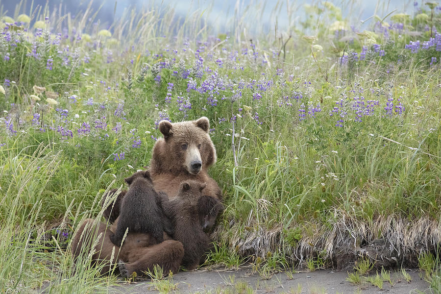 Momma Bear Nursing In The Lupines #1 Photograph by Linda D Lester