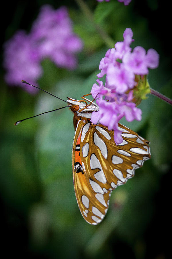 Monarch Butterfly 1 #1 Photograph by Donald Pash