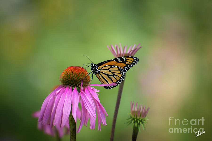 Monarch Butterfly #1 Photograph by Alana Ranney
