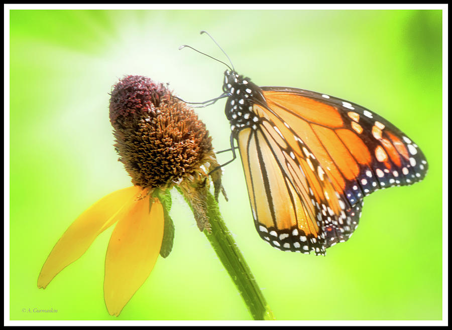 Monarch Butterfly, Blackeyed Susan Wildflower #1 Photograph by A Macarthur Gurmankin