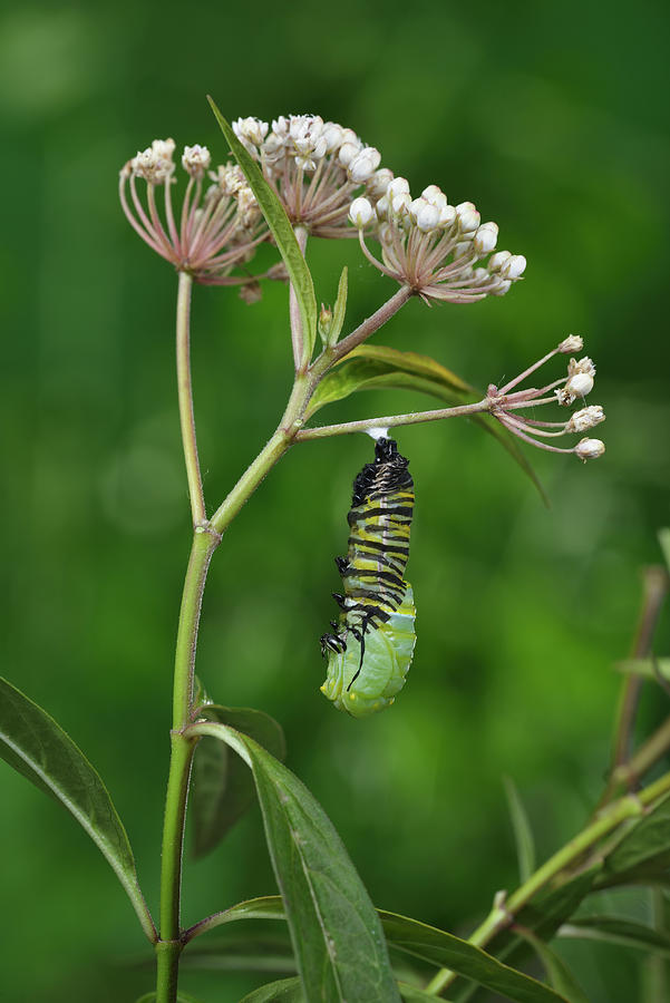 Wildlife Photograph - Monarch Butterfly Caterpillar Pupating On Aquatic Milkweed #1 by Rolf Nussbaumer / Naturepl.com