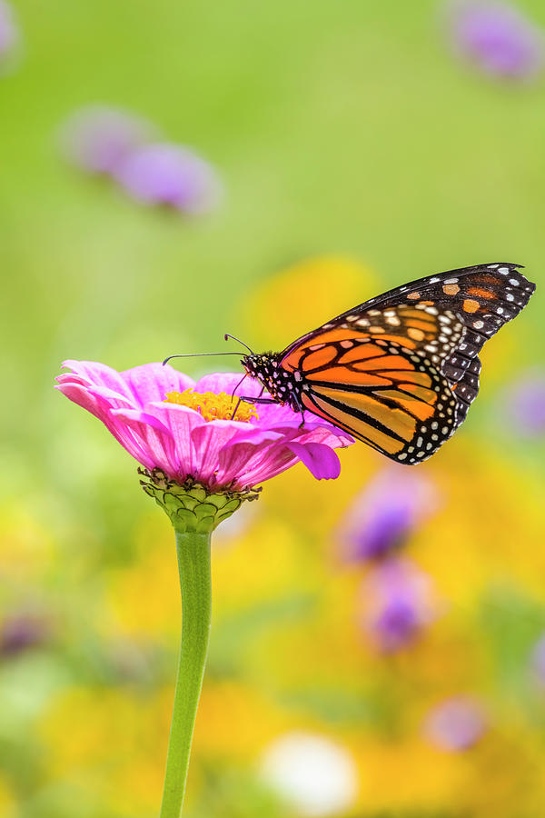 Monarch Butterfly Danaus Plexippus Photograph By Panoramic Images ...