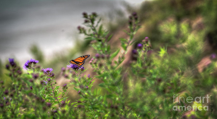 Monarch Butterfly #2 Photograph by Deborah Klubertanz