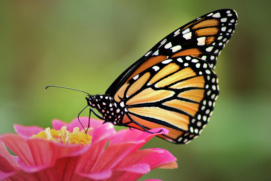 Monarch Butterfly #1 Photograph by Don Johnson