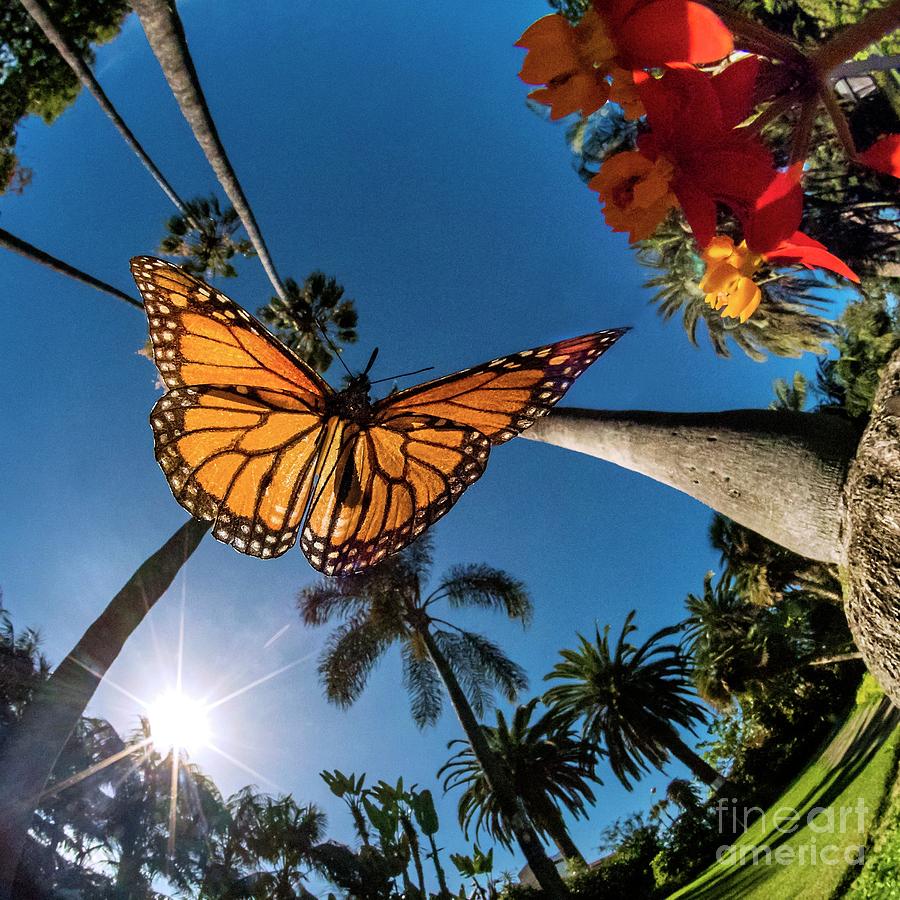 Monarch Butterfly #1 Photograph by Dr. John Brackenbury/science Photo Library