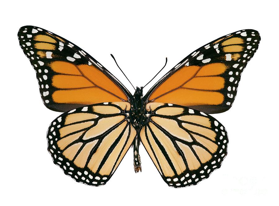 Monarch Butterfly #1 Photograph by Dr Keith Wheeler/science Photo Library