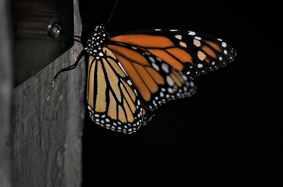 Monarch Butterfly In New Orleans #3 Photograph by Michael Hoard