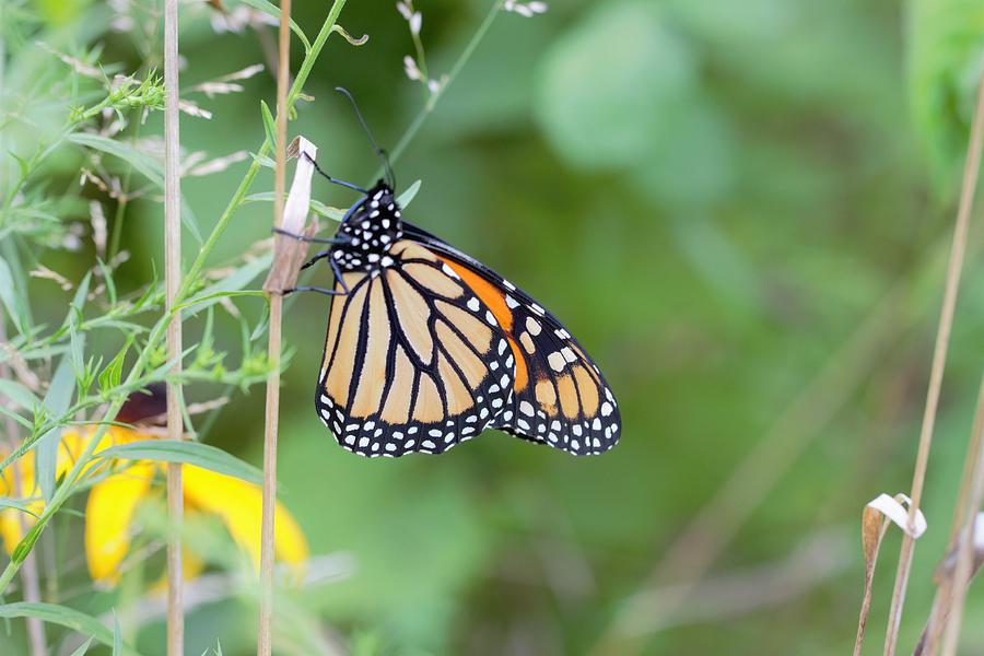 Monarch Butterfly #1 Photograph by Joseph Skompski
