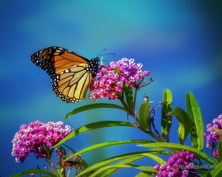 Monarch Butterfly #1 Photograph by LeeAnn McLaneGoetz McLaneGoetzStudioLLCcom