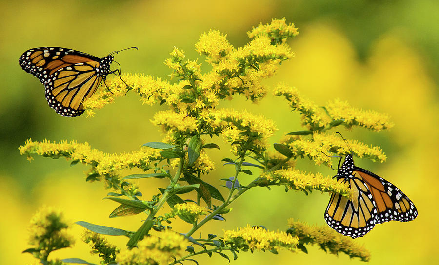 Monarch Butterfly Photograph by Michael Gadomski