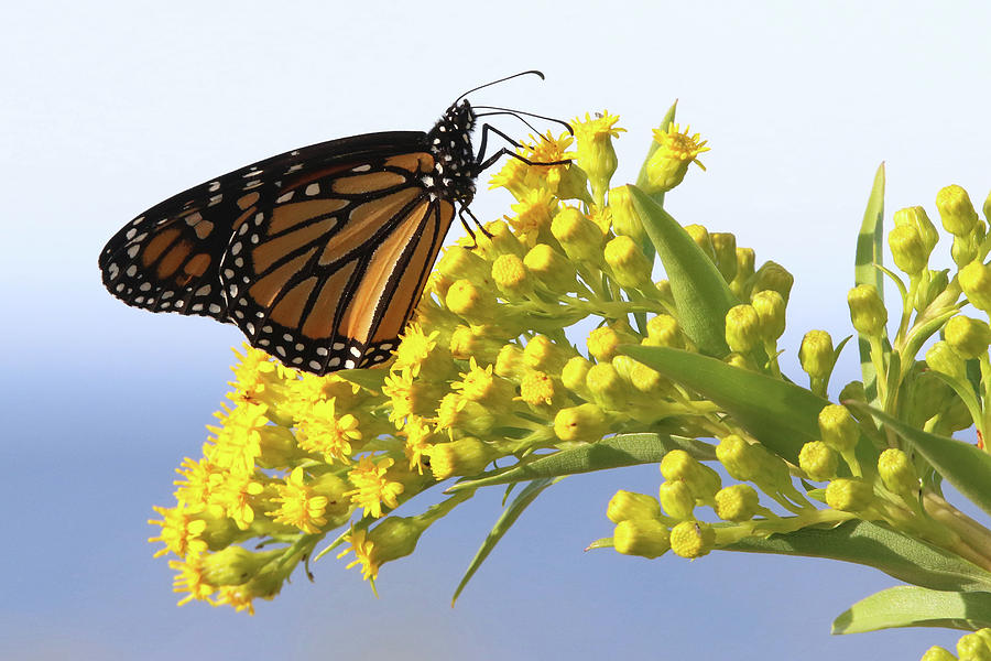 Monarch Butterfly Mount Sinai New York  #1 Photograph by Bob Savage