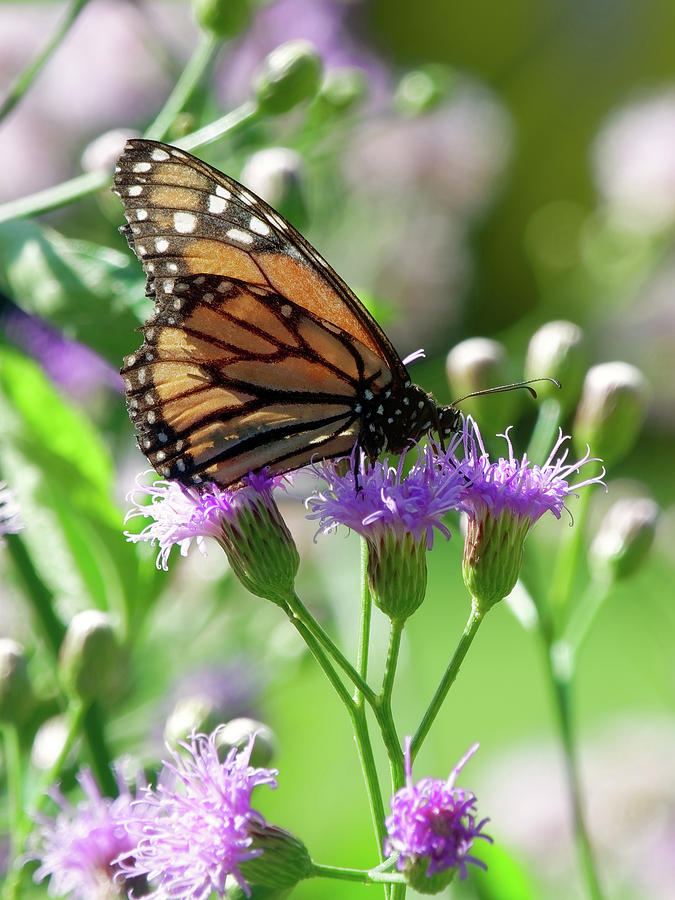 Monarch Butterfly on Blooming Blue Mistflowers Photograph by Jill ...