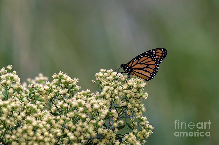 Monarch butterfly #1 Photograph by Sam Rino