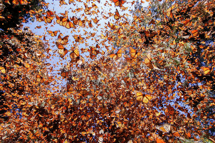 Monarch Butterfly Wintering In Oyamel Pine Forests Mexico Photograph By Sylvain Cordier