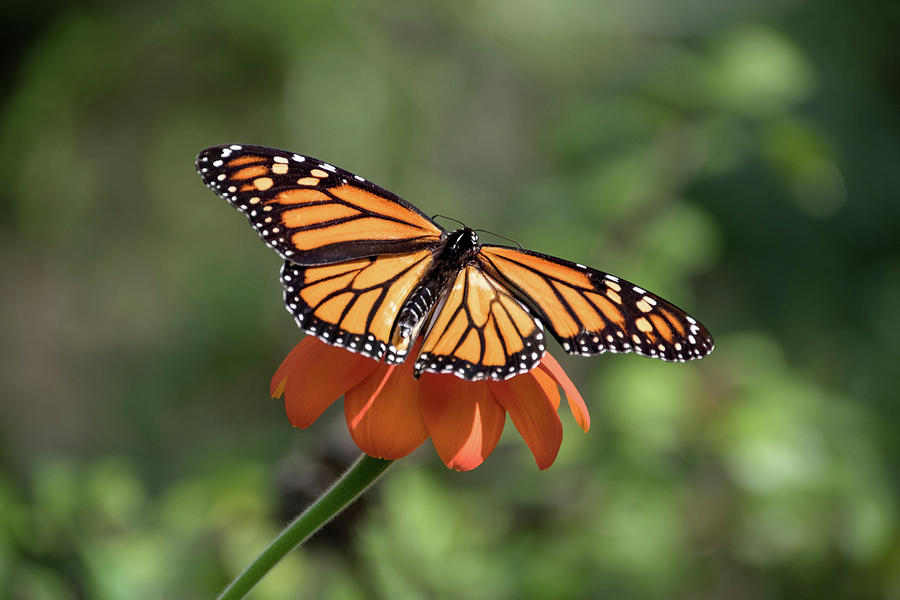 Monarch Danaus Plexippus Photograph By Lucy Banks - Pixels