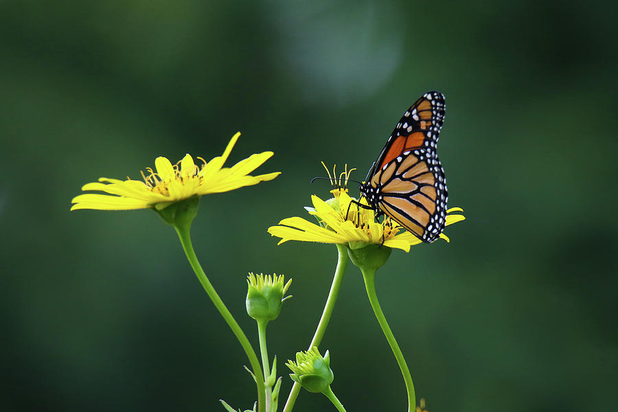 Monarch on Cup Plant #1 Photograph by Brook Burling