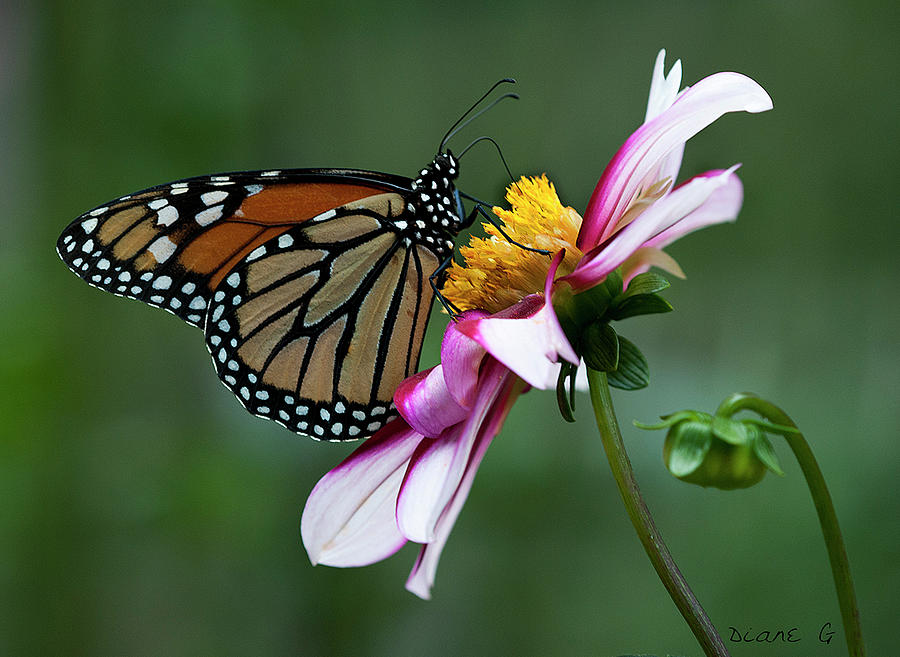 Monarch on Dahlia #1 Photograph by Diane Giurco