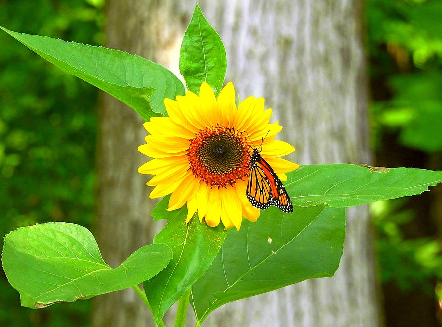 Monarch on Sunflower 2 Photograph by Carmen Macuga - Pixels