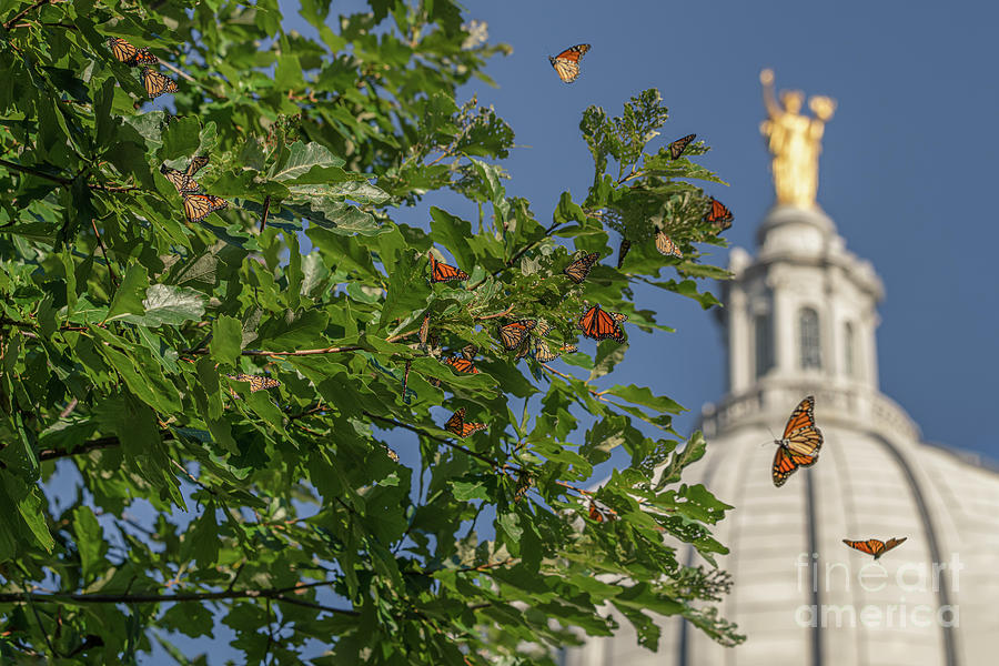 Monarchs Migrating Through Madison Photograph by Amfmgirl Photography