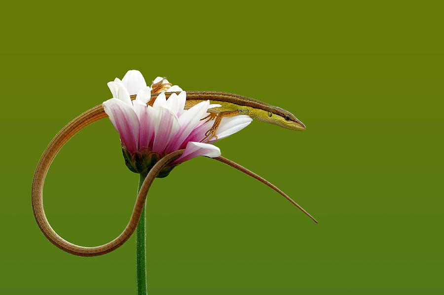 Flower Photograph - Monitoring #1 by Edy Pamungkas