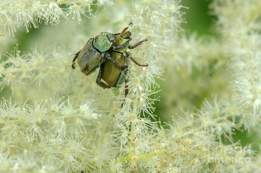 Monkey Beetle Feeding #1 by Science Photo Library