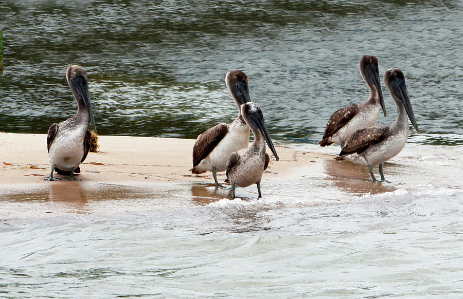 Monkey River Pelicans #1 Photograph by Jessica Levant