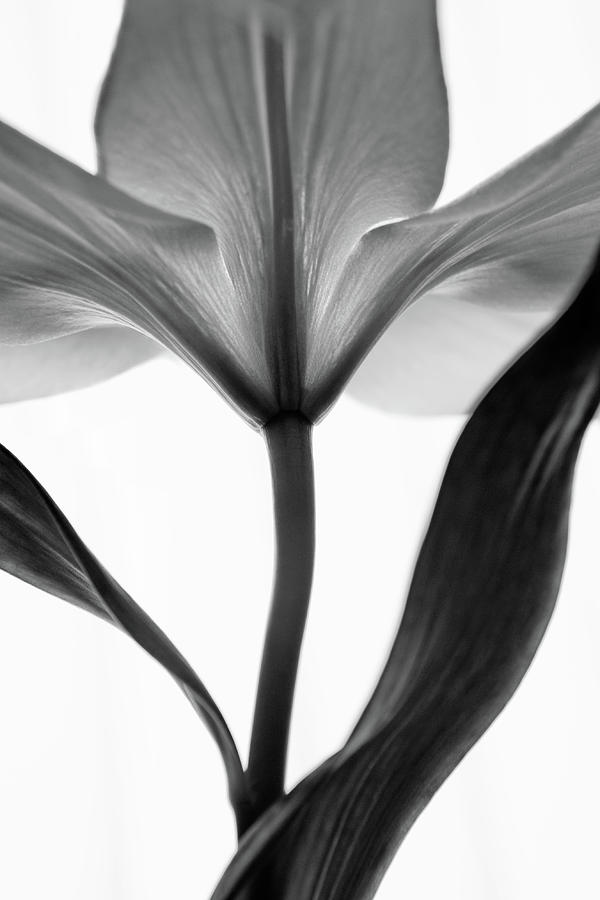 Monochrome Lily #1 Photograph by Letty17