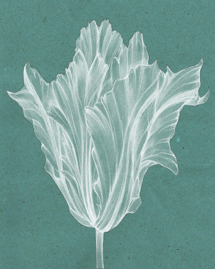 Flower Painting - Monochrome Tulip V #1 by Jennifer Goldberger